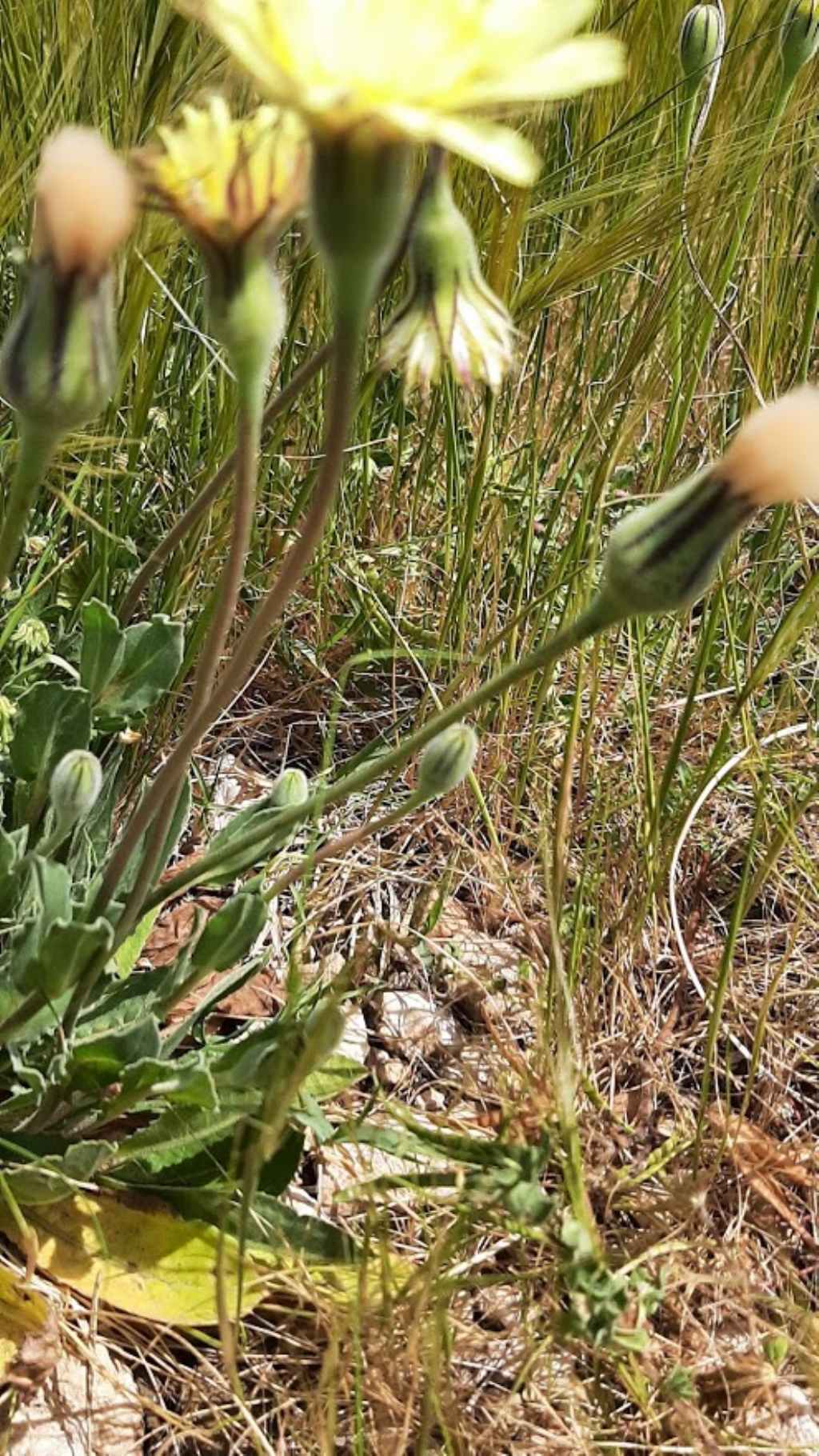 pu� essere anche questa urospermum dalechampii ??
