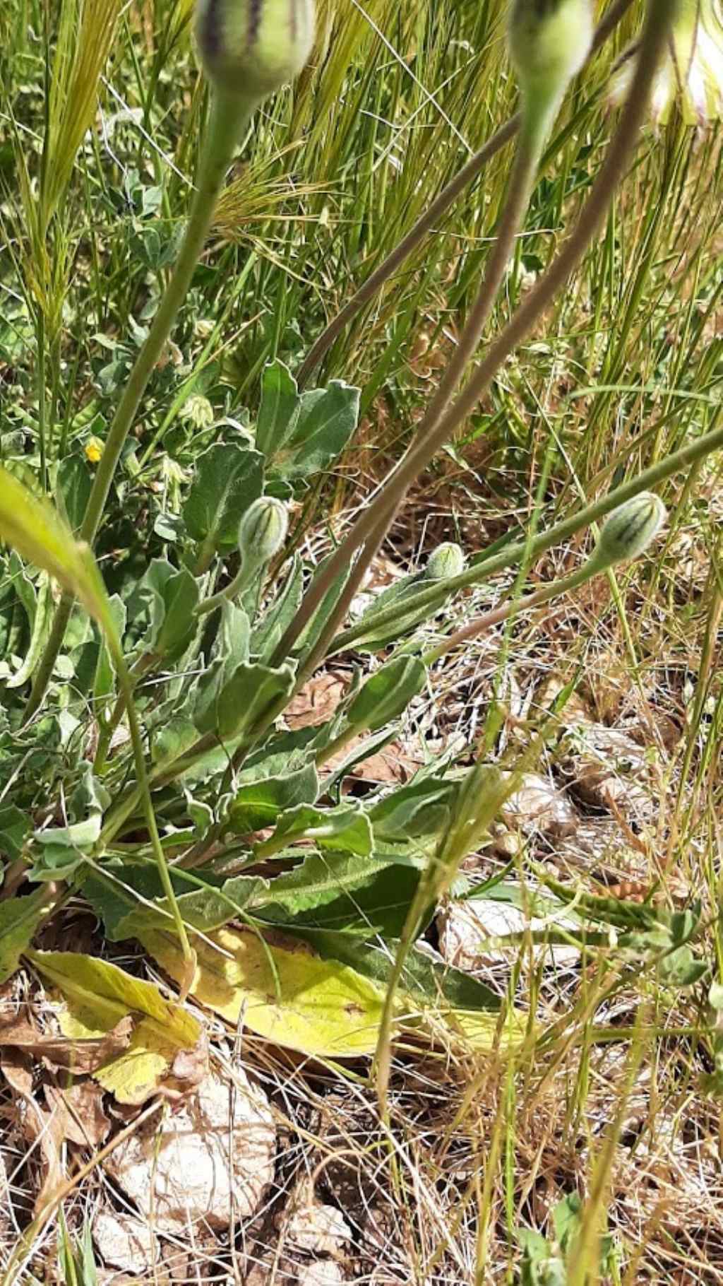 pu� essere anche questa urospermum dalechampii ??