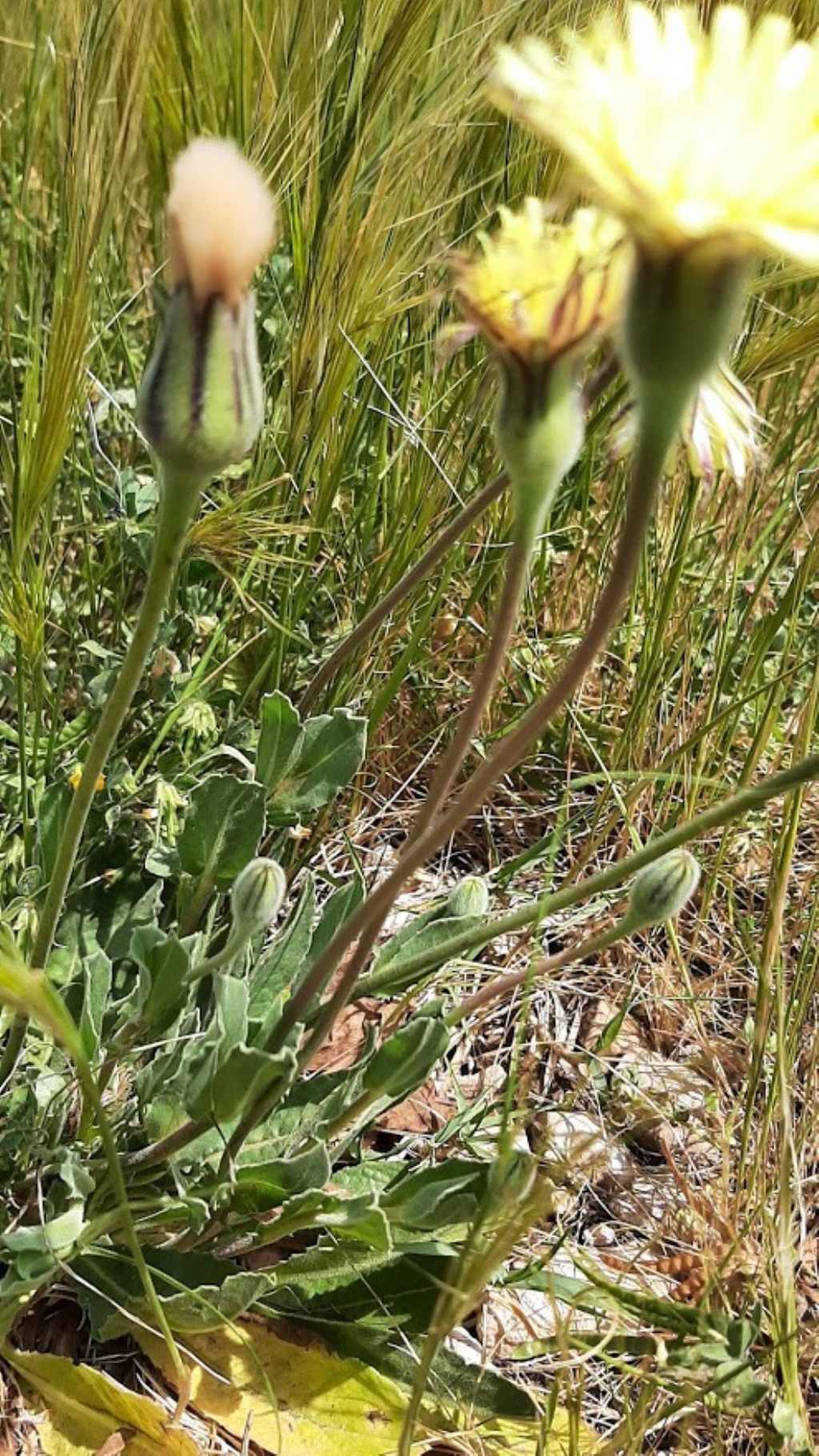 pu� essere anche questa urospermum dalechampii ??