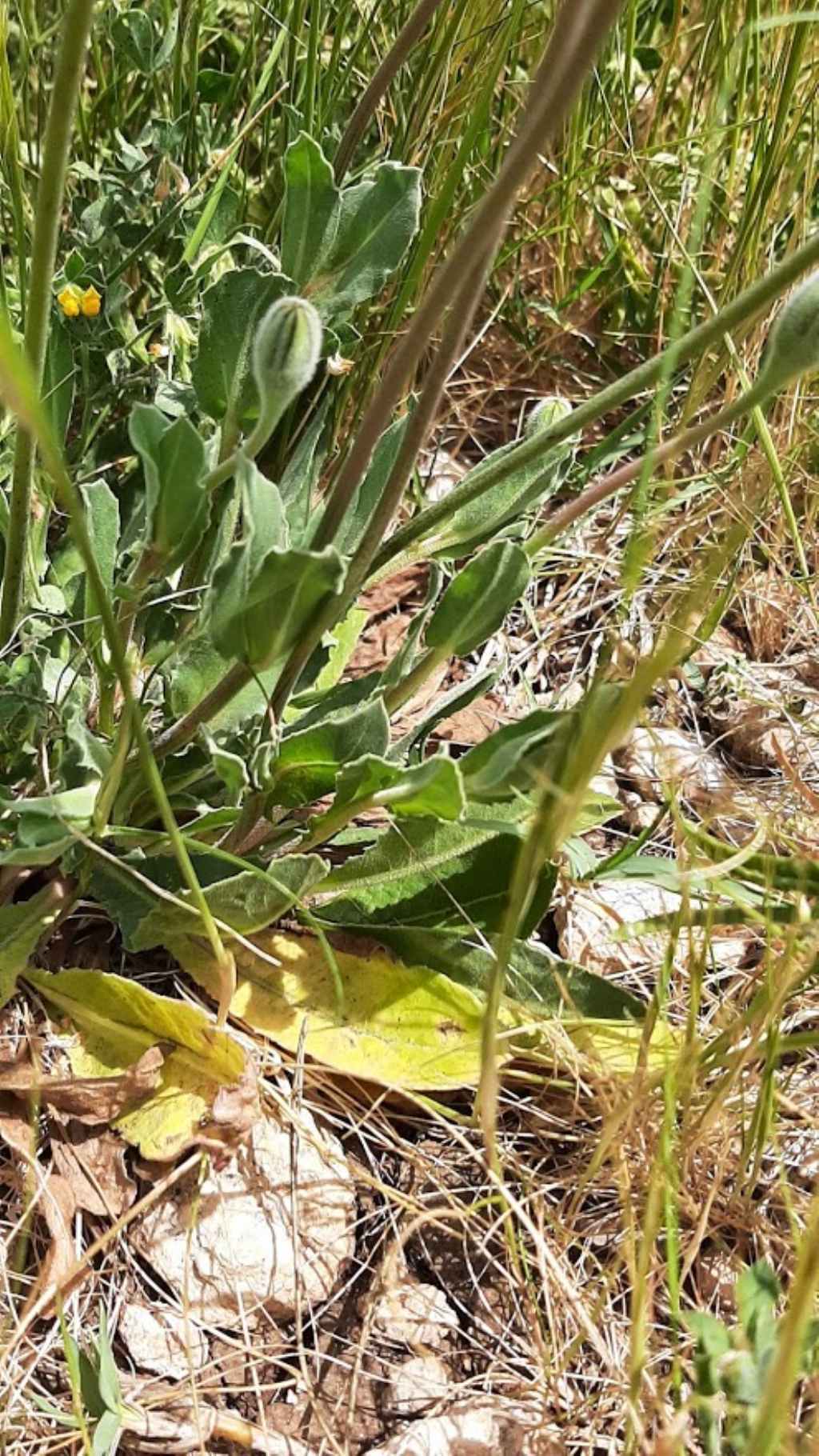 pu� essere anche questa urospermum dalechampii ??