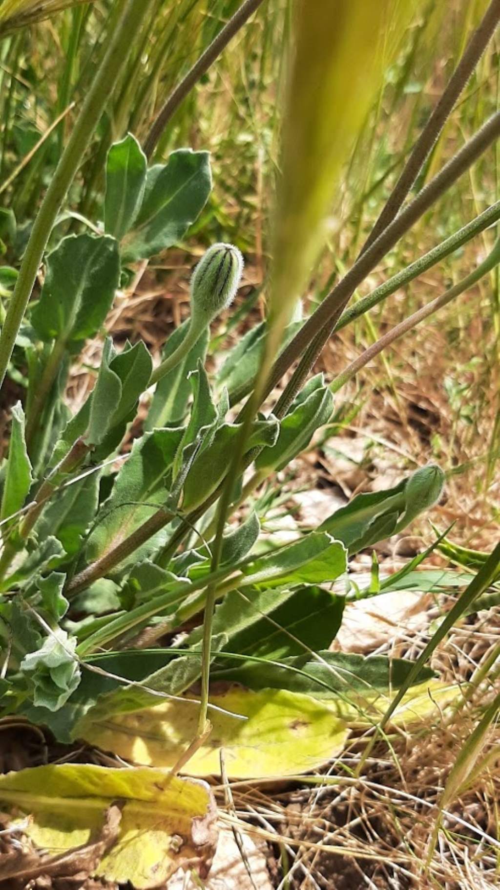 pu� essere anche questa urospermum dalechampii ??