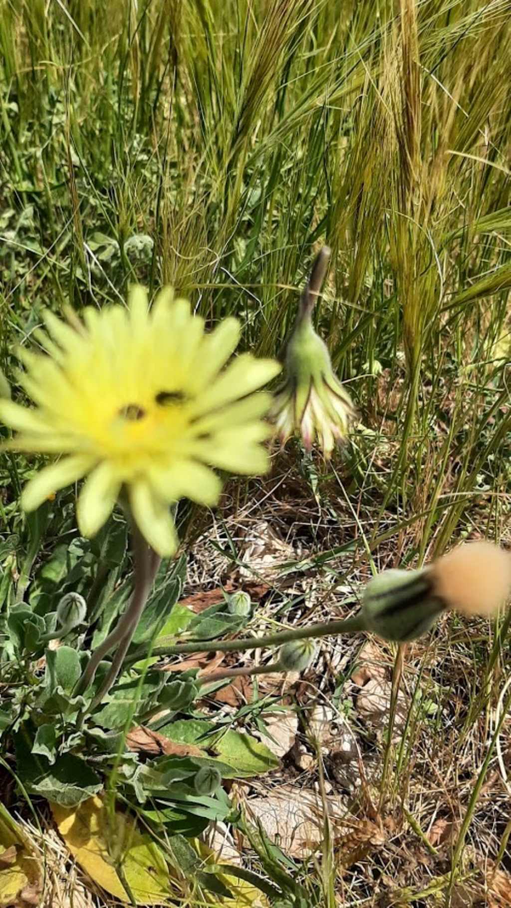 pu� essere anche questa urospermum dalechampii ??