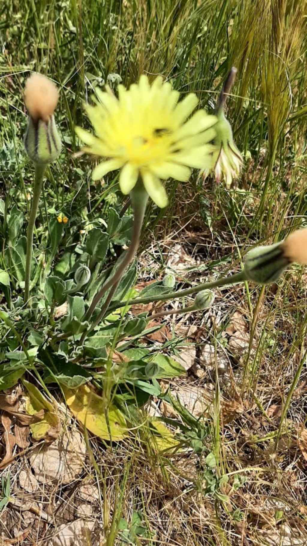 pu� essere anche questa urospermum dalechampii ??