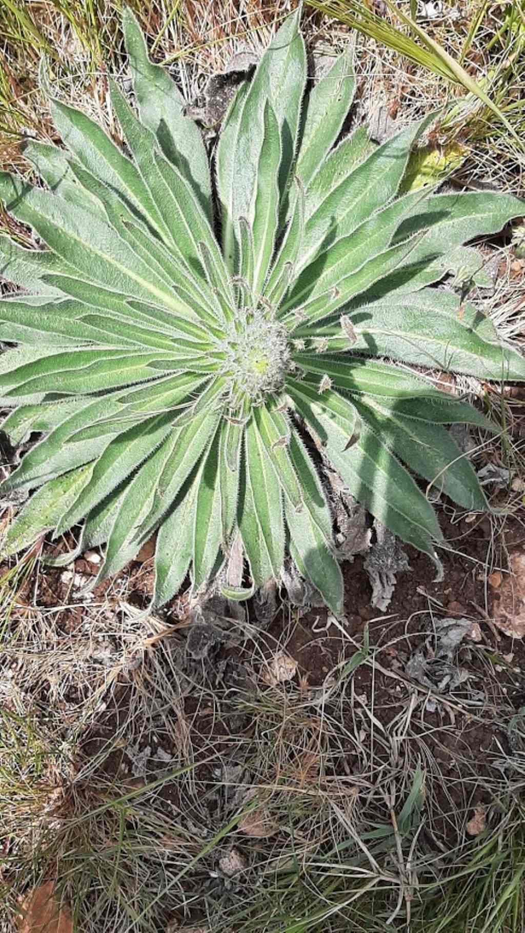 echium italicum?