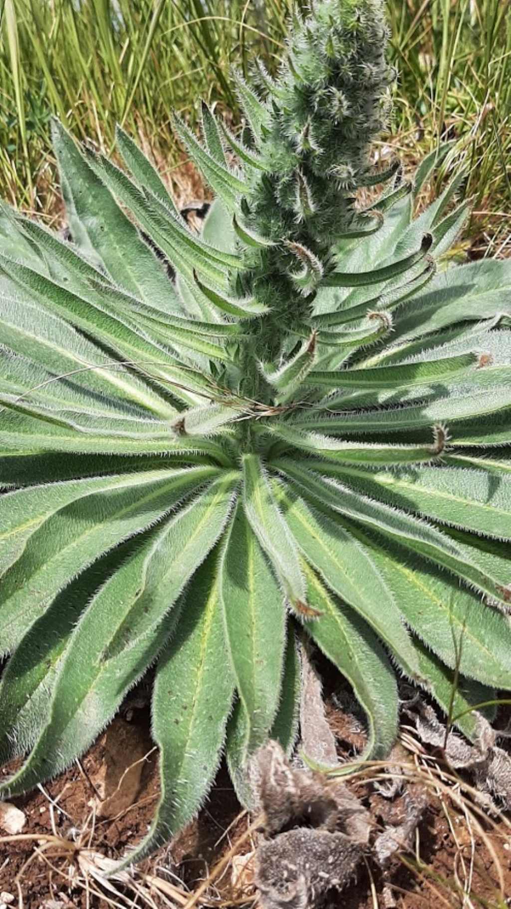 echium italicum?