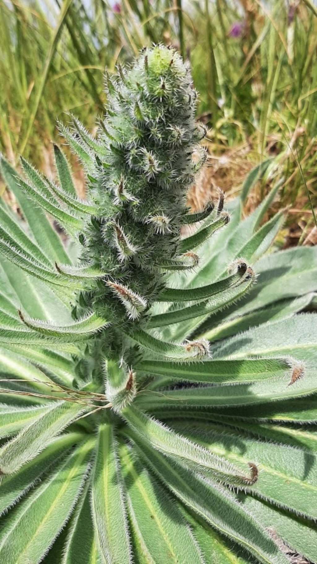 echium italicum?