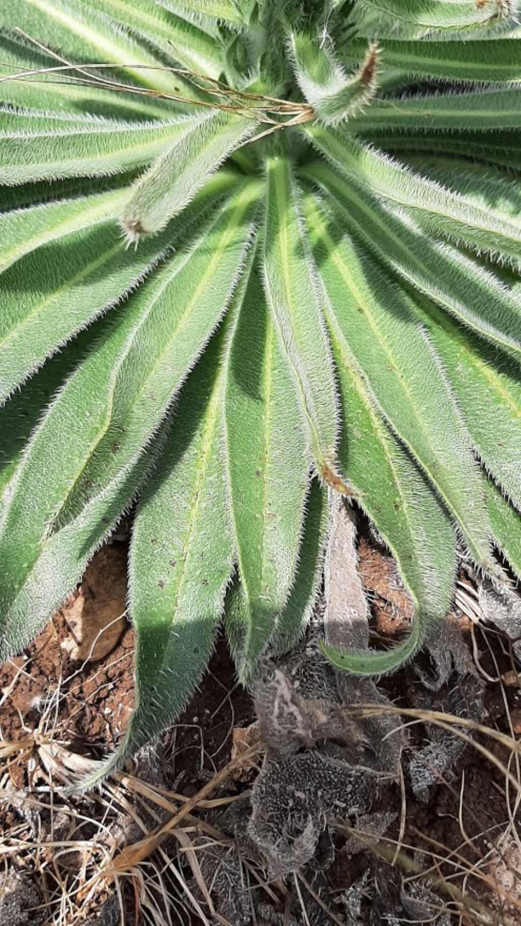 echium italicum?