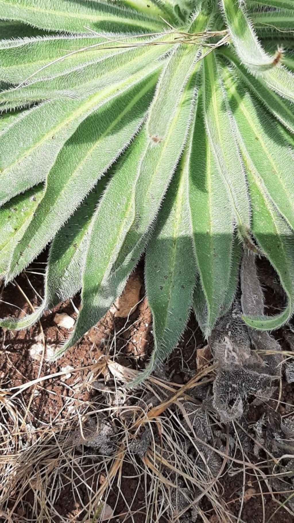 echium italicum?