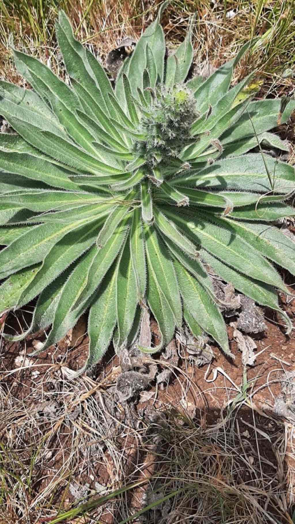 echium italicum?
