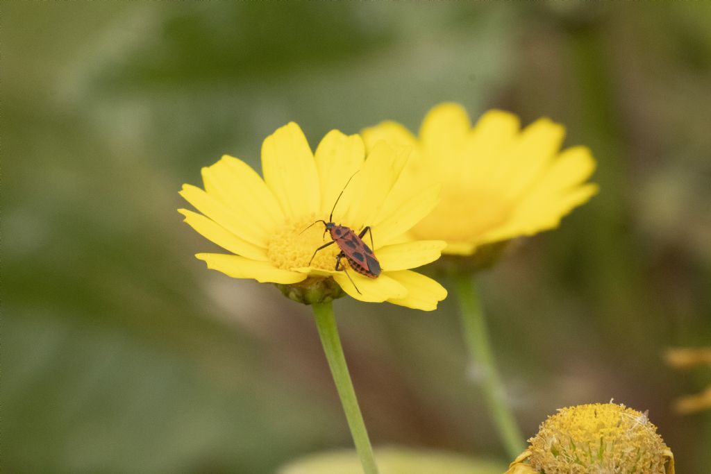 Miridae: Calocoris nemoralis  da confermare