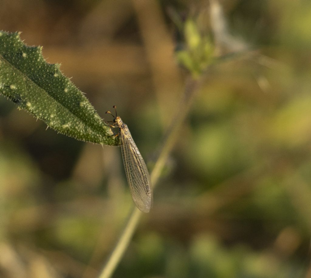 Che insetto ? Myrmeleontidae sp. (cfr. Myrmeleon hyalinus)