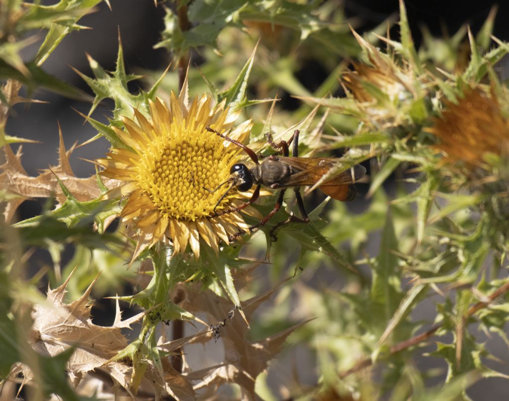 Sphecidae: femmina di Sphex flavipennis