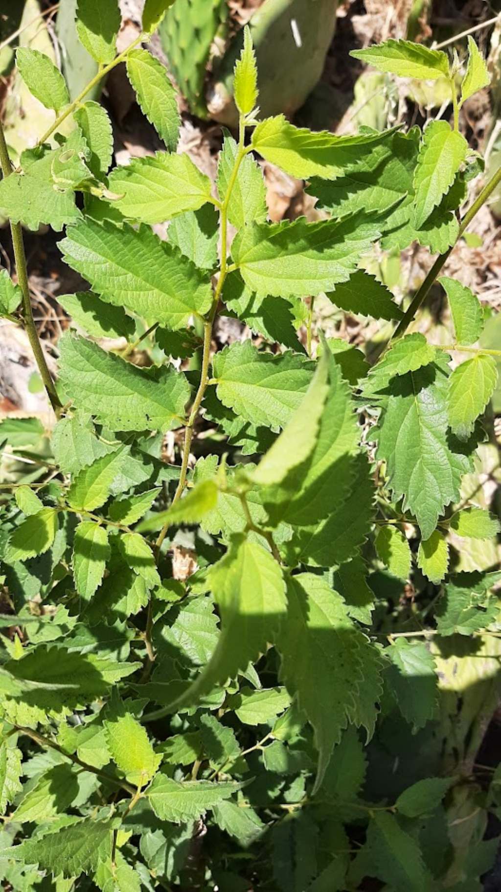 Celtis australis / Bagolaro (nuova piantina)