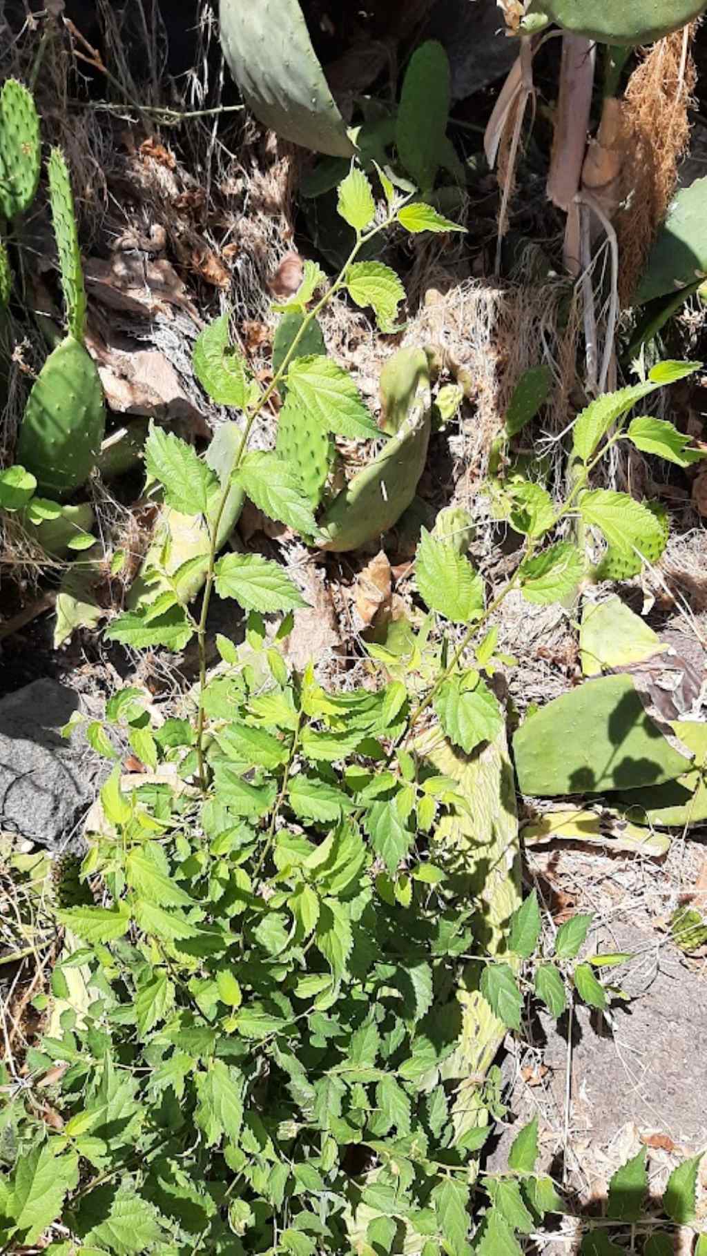 Celtis australis / Bagolaro (nuova piantina)