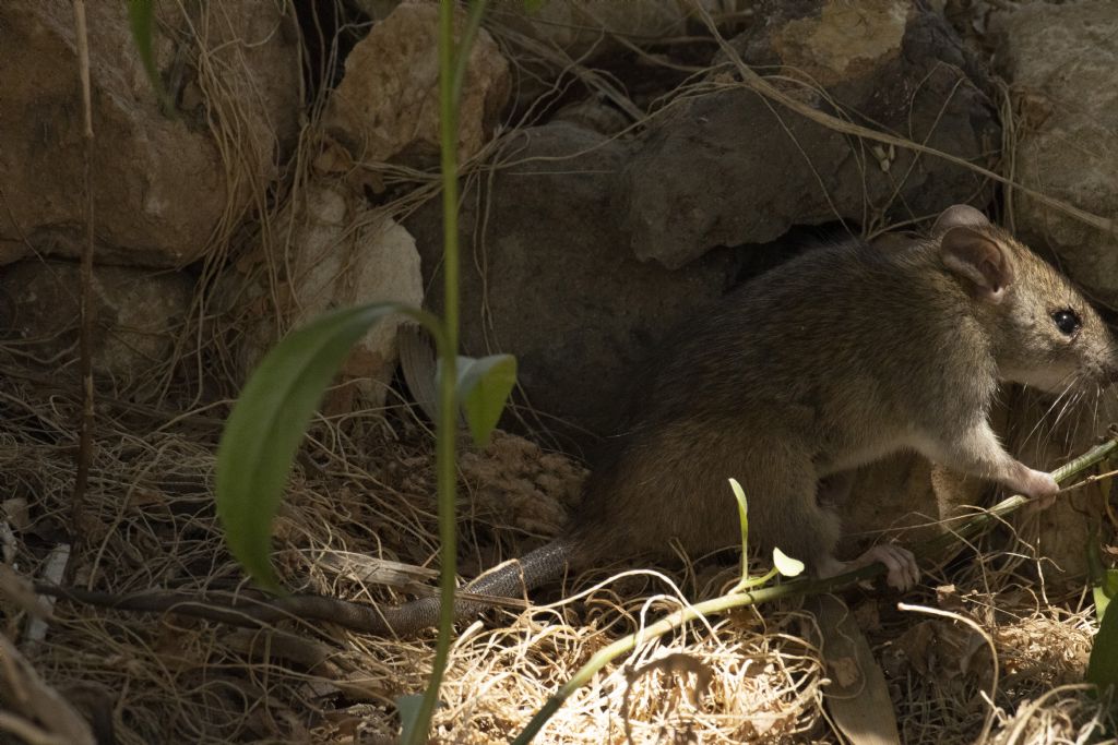 Ratto o topo?  Ratto nero / Rattus rattus