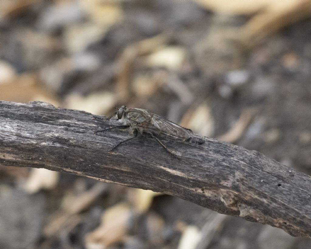 che insetto ?   Asilidae sp.