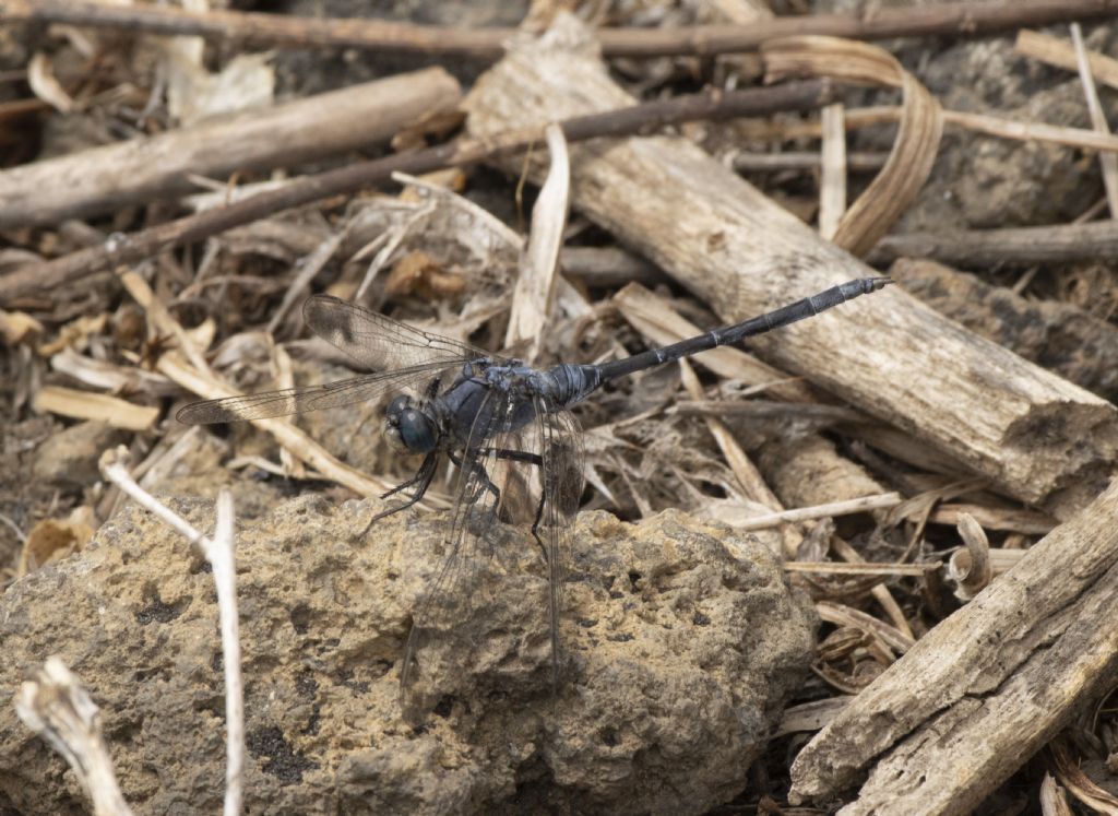 che libellula1? Orthetrum trinacria