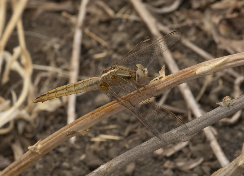 femmina di Crocothemis erythraea