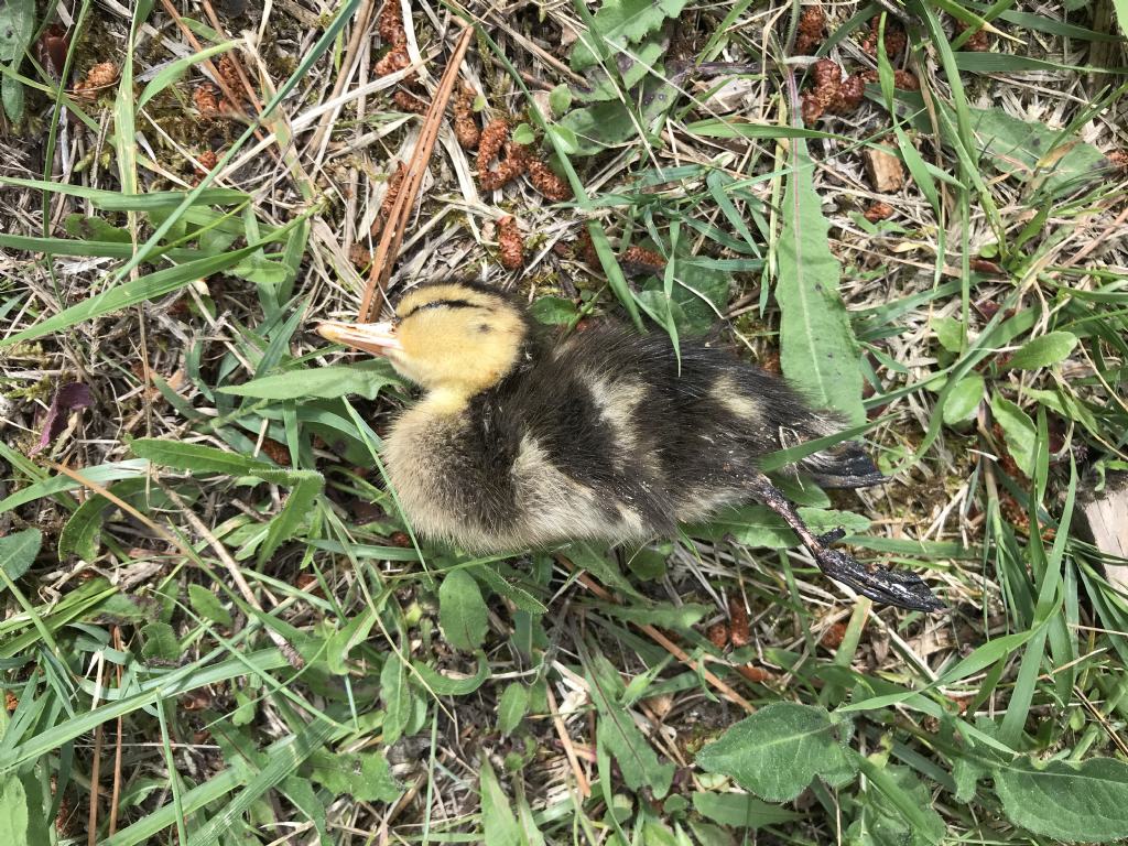 Piccolo uccello morto: pullo di Germano reale (Anas  platyrhynchos)