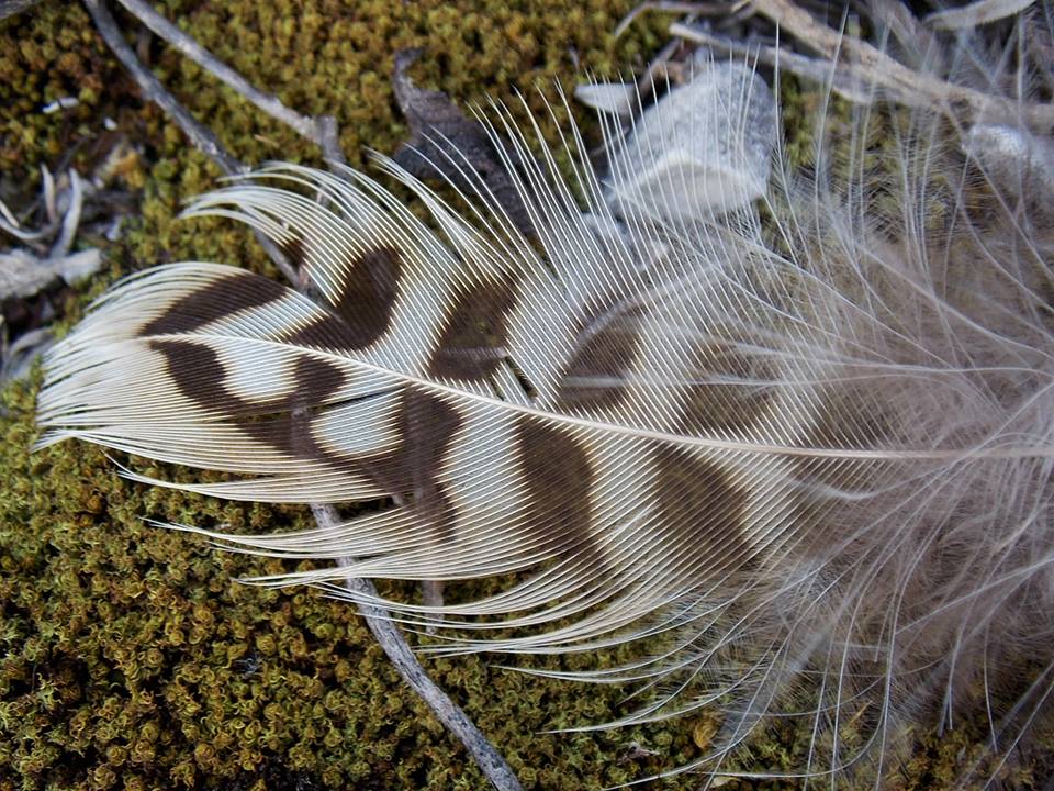 Identificazione da Penne