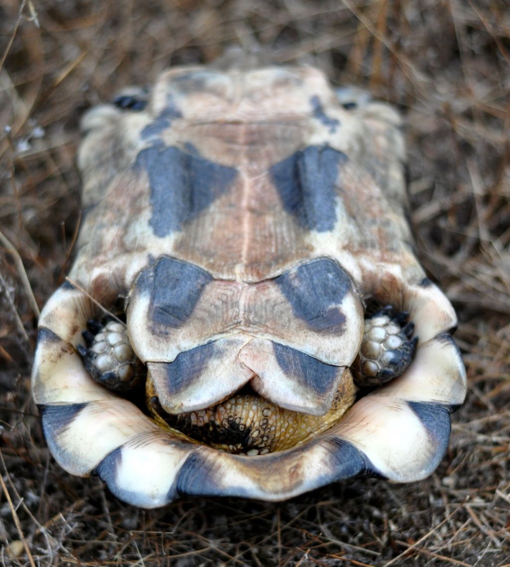 Testudo Marginata