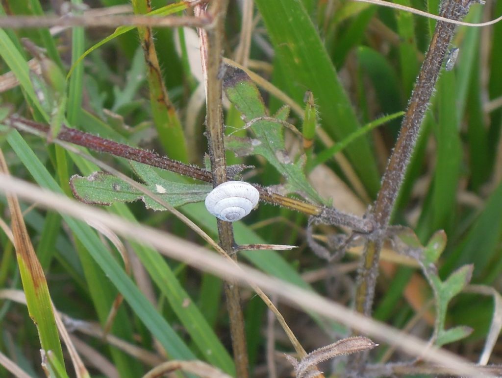 Alla ricerca di Candidula unifasciata vincae