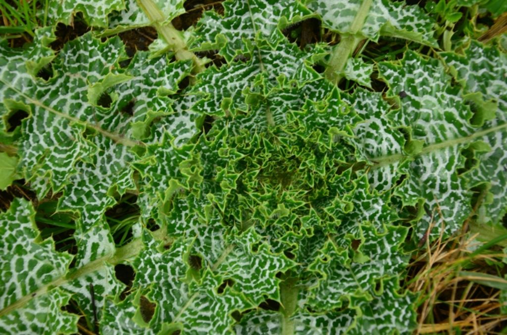 Silybum marianum / Cardo mariano
