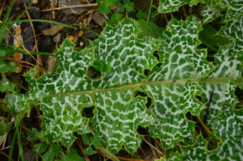 Silybum marianum / Cardo mariano