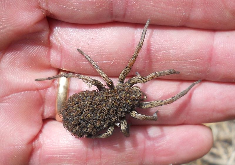 Hogna radiata con prole -  Levanto (SP)