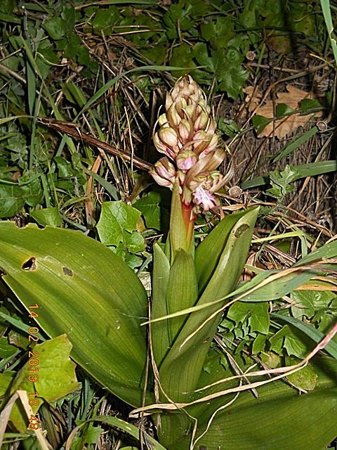 Himantoglossum robertianum, estremo levante ligure