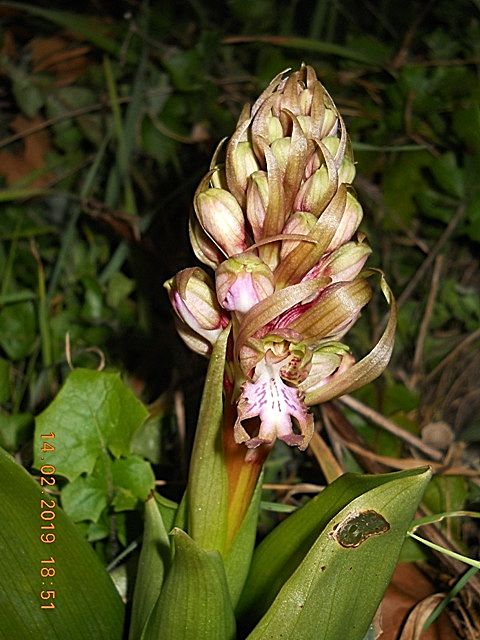 Himantoglossum robertianum, estremo levante ligure