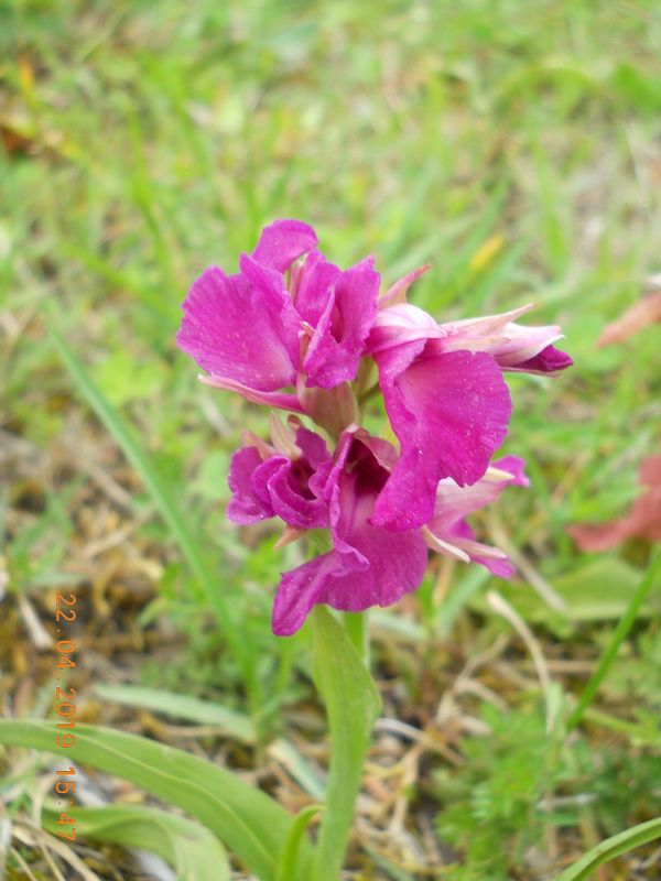 x Serapicamptis pisanensis