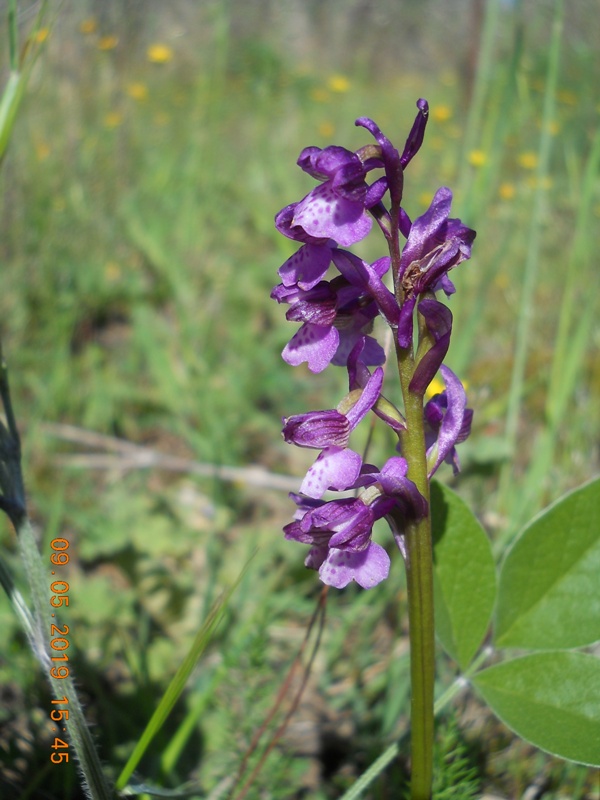 Anacamptis x gennarii