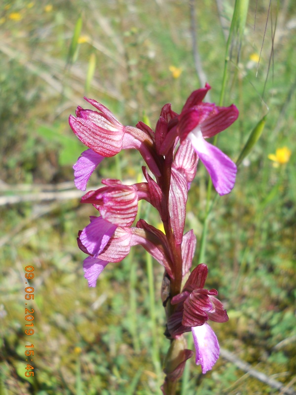 Anacamptis x gennarii