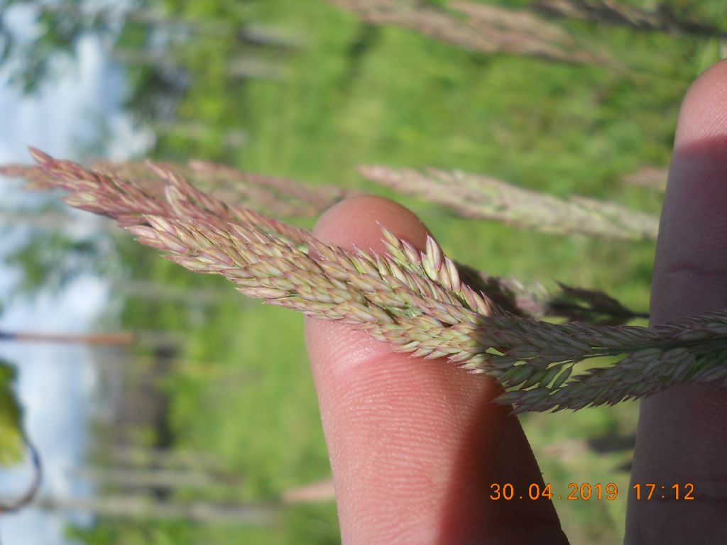 Holcus lanatus