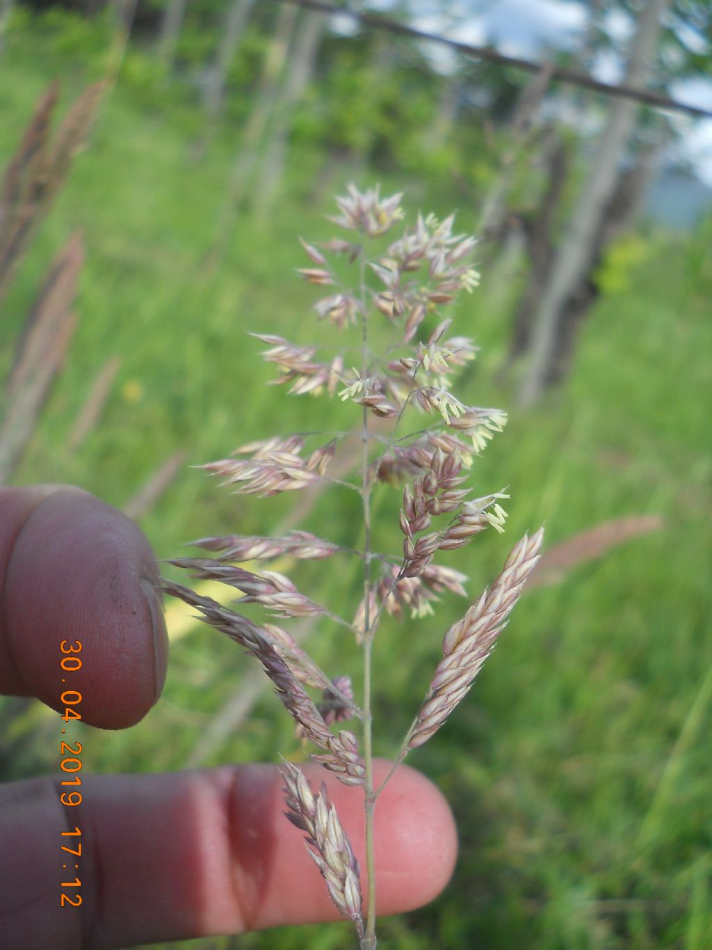 Holcus lanatus