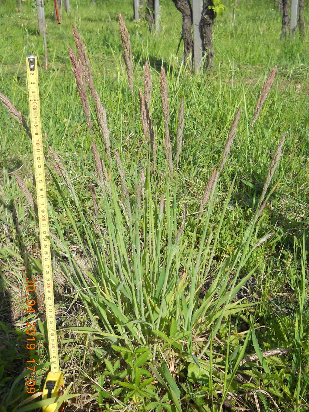Holcus lanatus