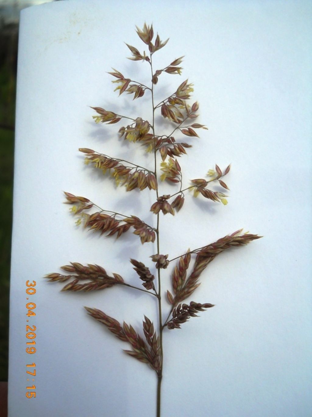 Holcus lanatus