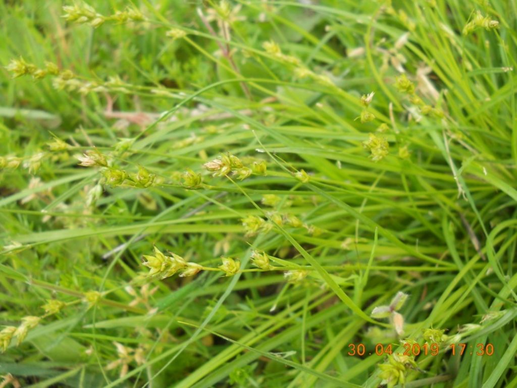 Carex divulsa / Carice separata