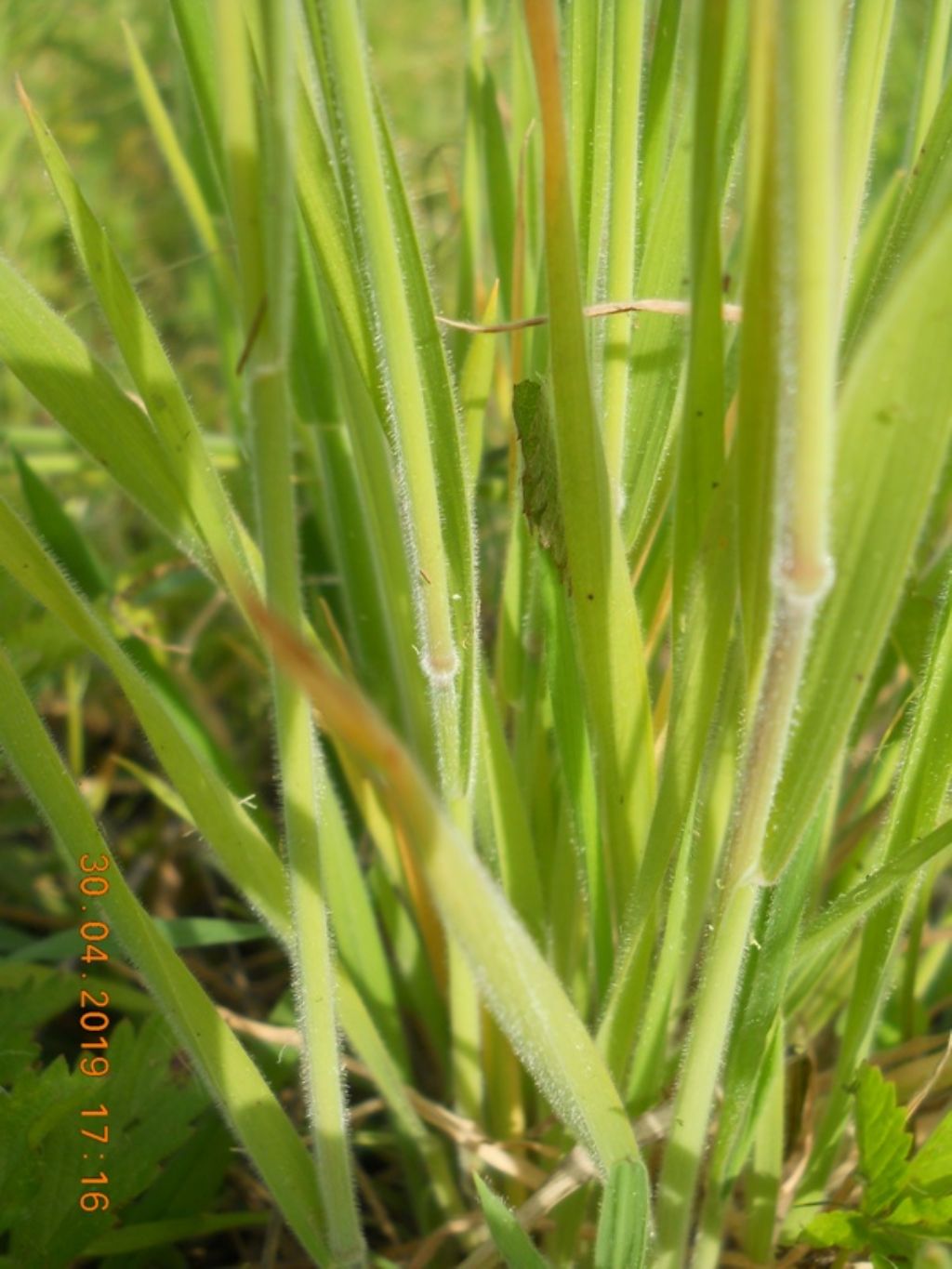 Holcus lanatus