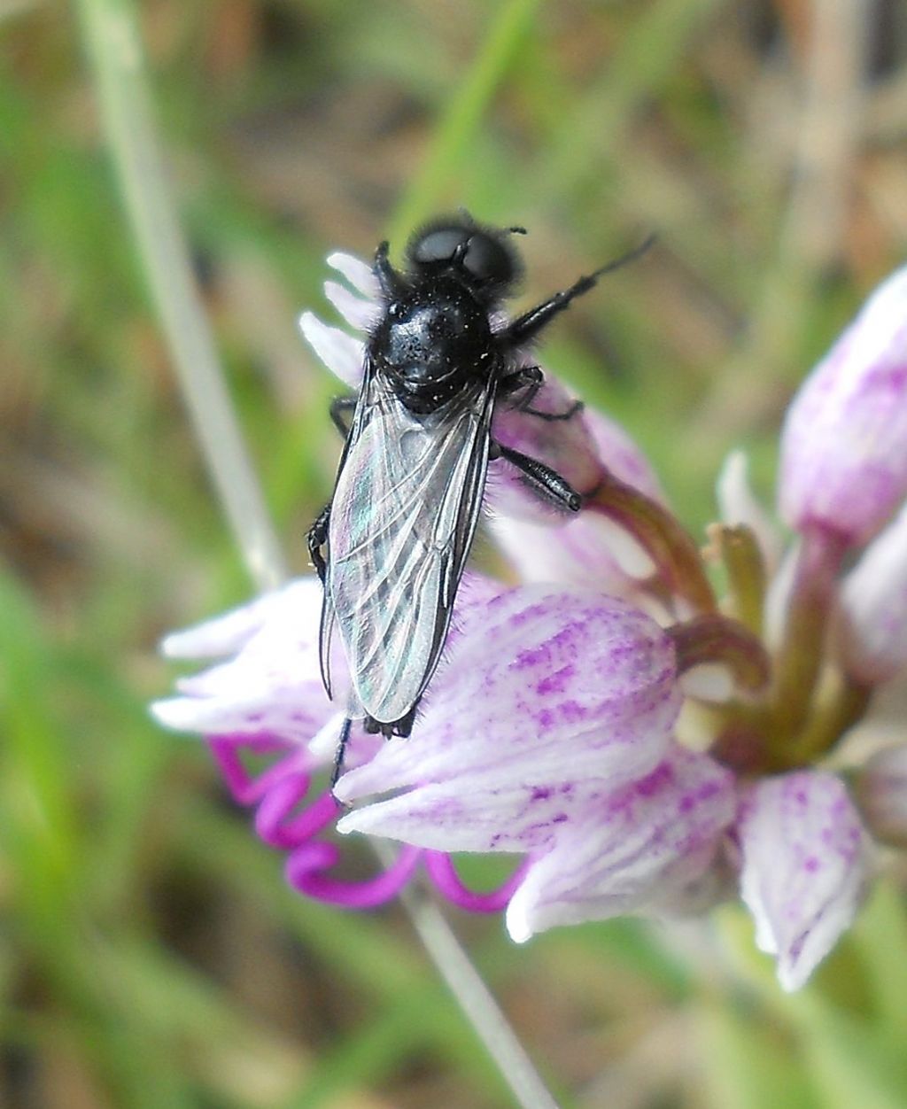 Bibionidae: cfr. Bibio sp. / Dilophus sp. , maschio  (su Orchis simia)