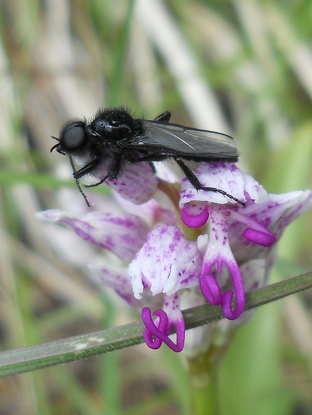 Bibionidae: cfr. Bibio sp. / Dilophus sp. , maschio  (su Orchis simia)