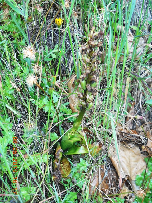 Himantoglossum robertianum, estremo levante ligure