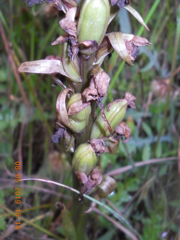 Himantoglossum robertianum, estremo levante ligure
