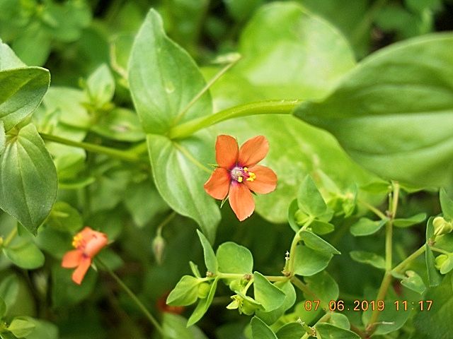 spontanea nell''orto : Lysimachia arvensis