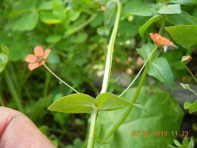 spontanea nell''orto : Lysimachia arvensis