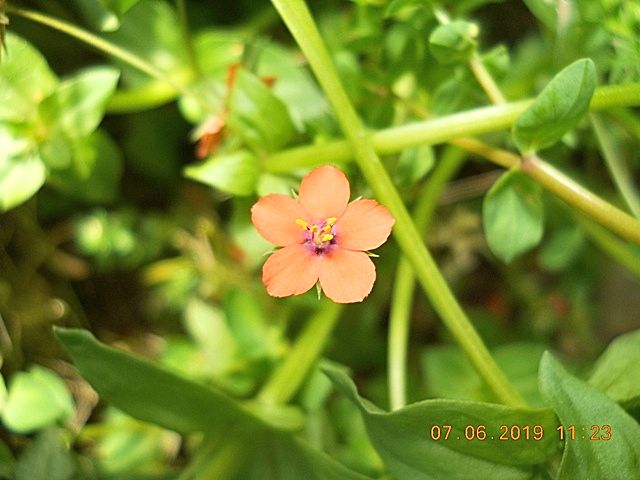 spontanea nell''orto : Lysimachia arvensis