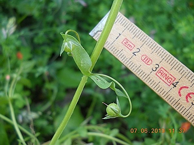 spontanea nell''orto : Lysimachia arvensis