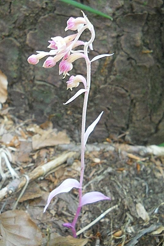 Epipactis exilis