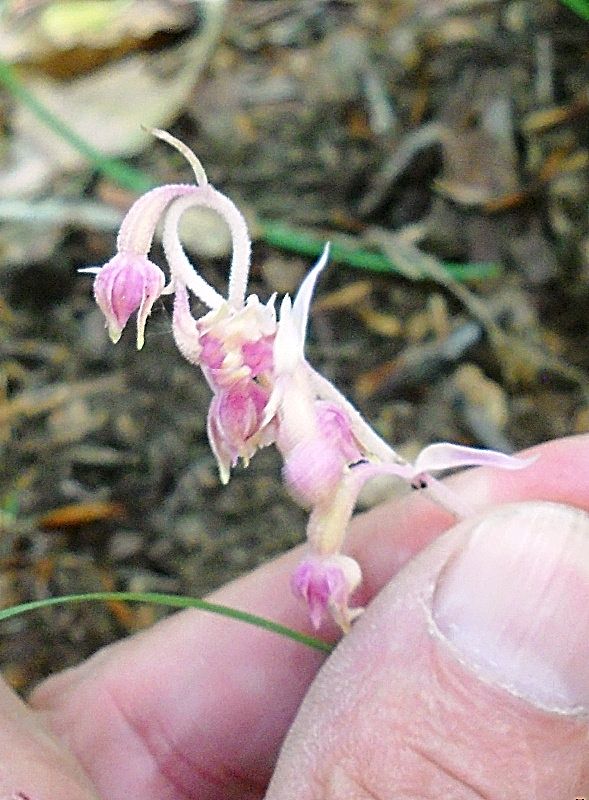 Epipactis exilis